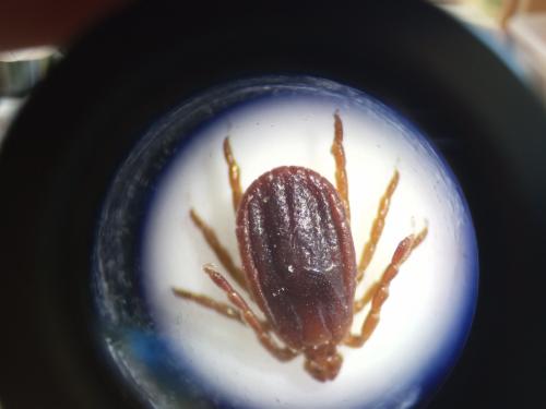 Haemaphysalis punctata